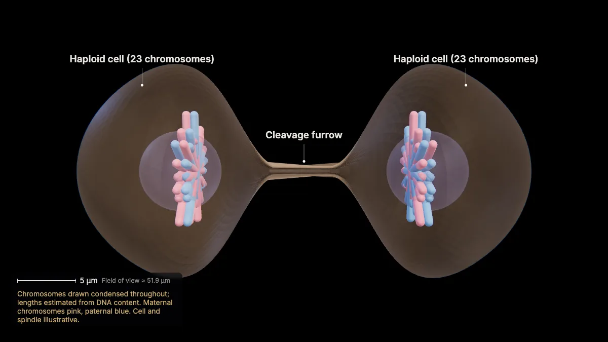 Labeled 3D model: telophase i: two haploid cells