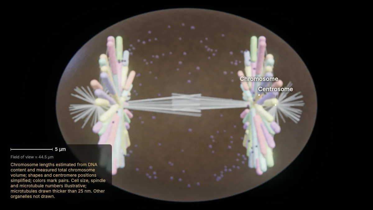 Labeled 3D model: anaphase