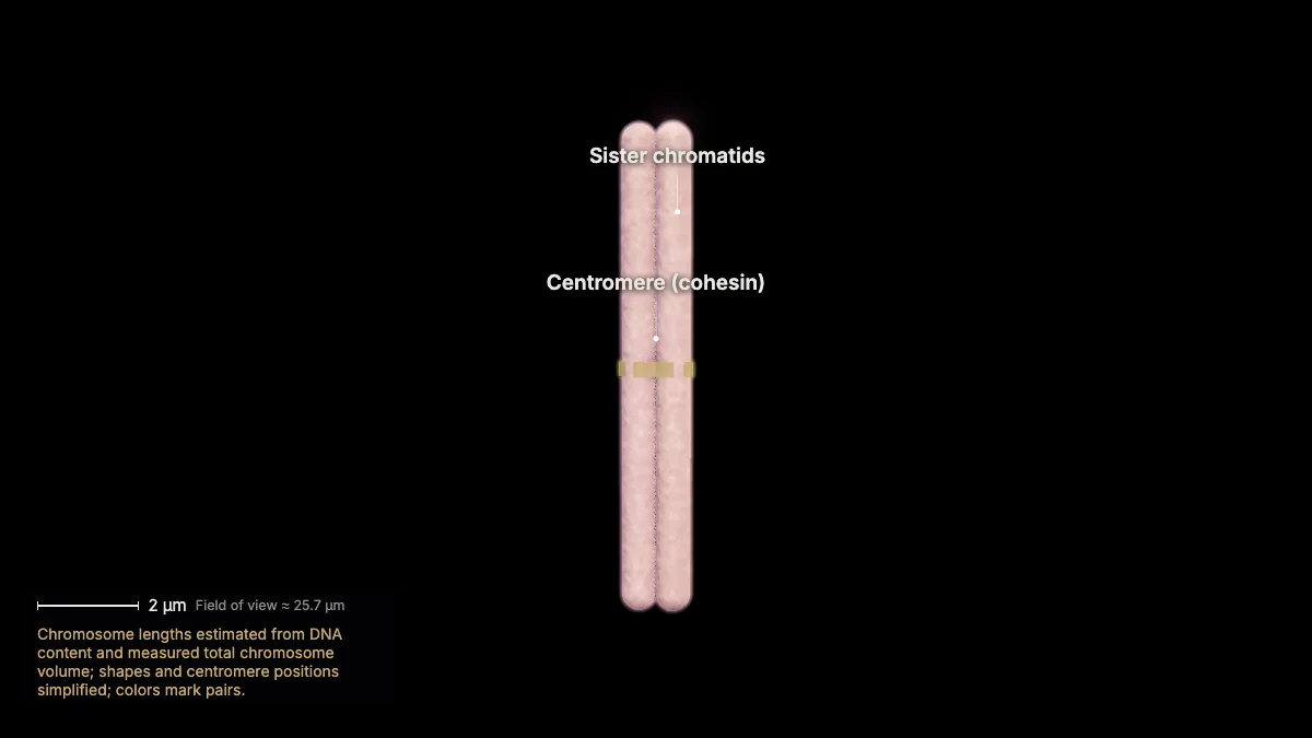 Labeled 3D model: a replicated chromosome