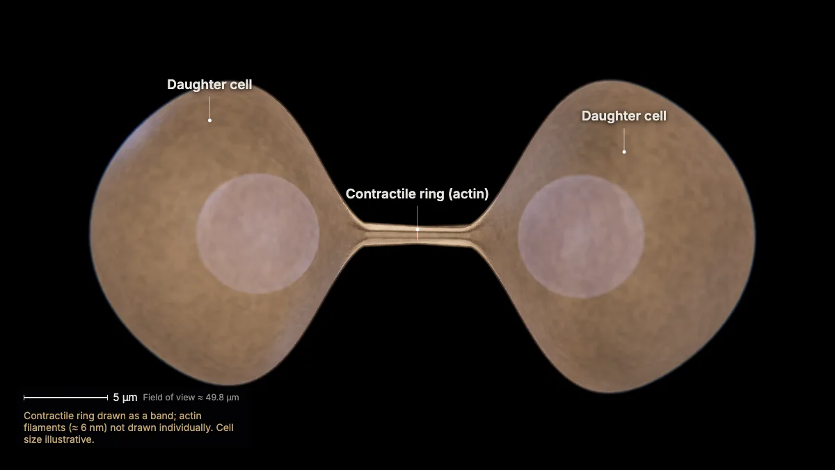 Labeled 3D model: cytokinesis