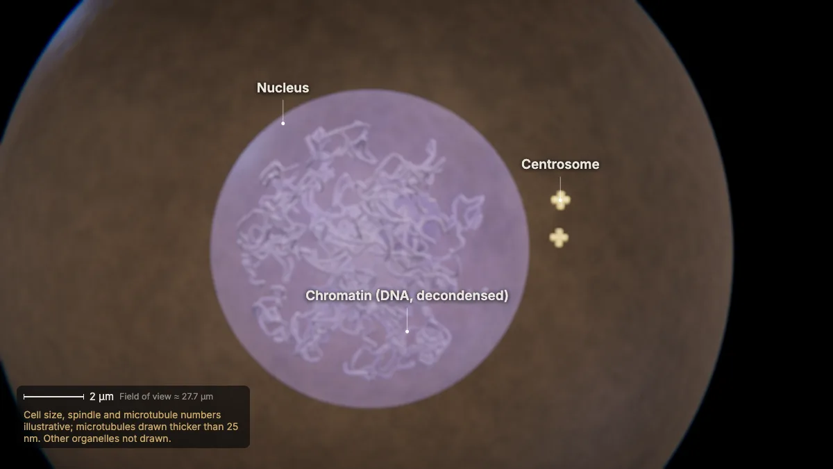 Labeled 3D model: interphase: g1, s, g2