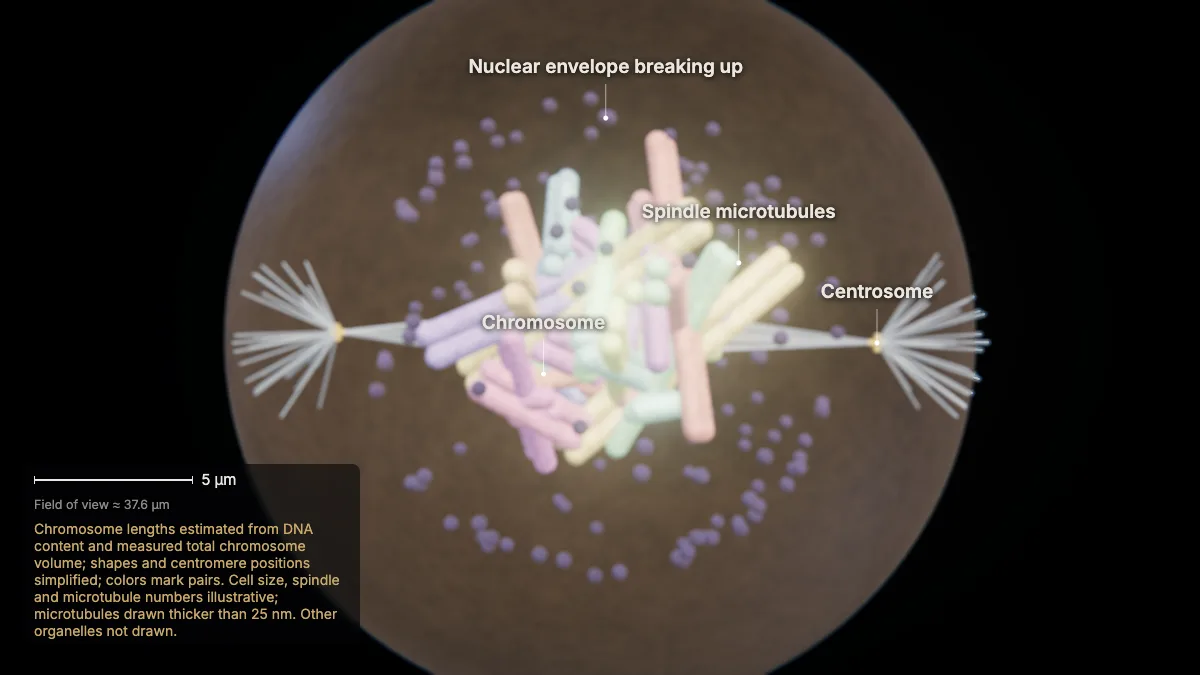 Labeled 3D model: prophase