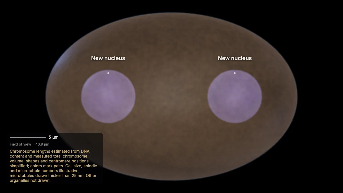 Labeled 3D model: telophase