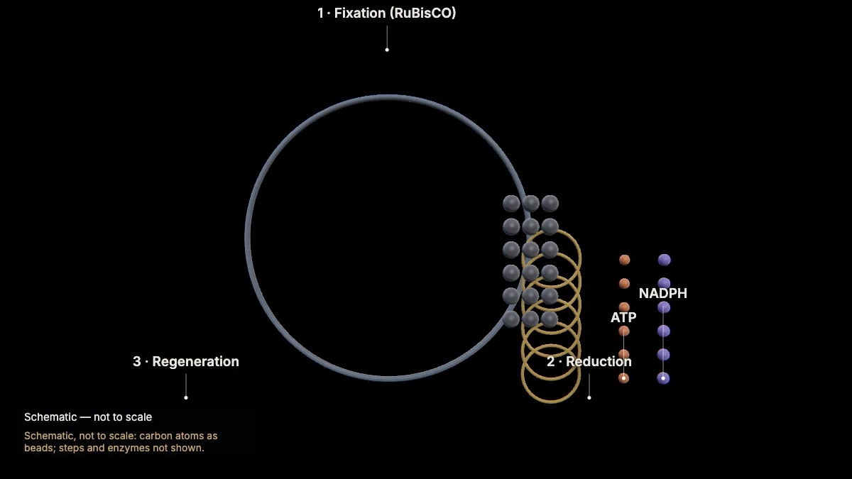 Labeled 3D model: the calvin cycle
