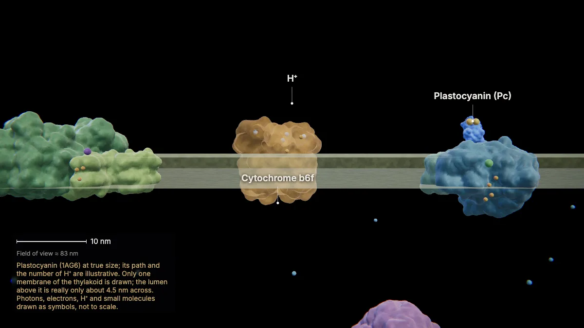 Labeled 3D model: the electron transport chain
