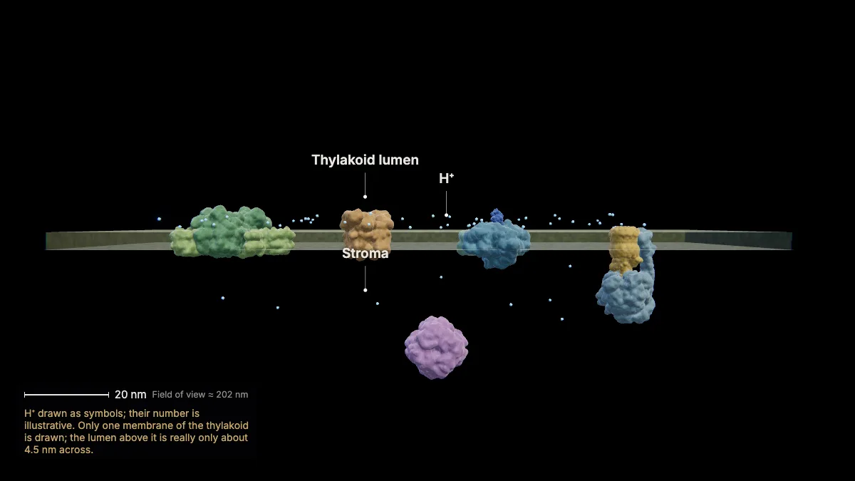 Labeled 3D model: a proton gradient