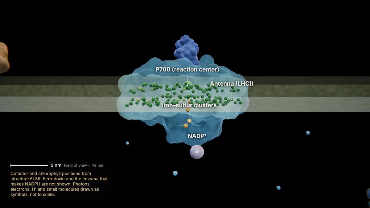 Labeled 3D model: photosystem i and nadph