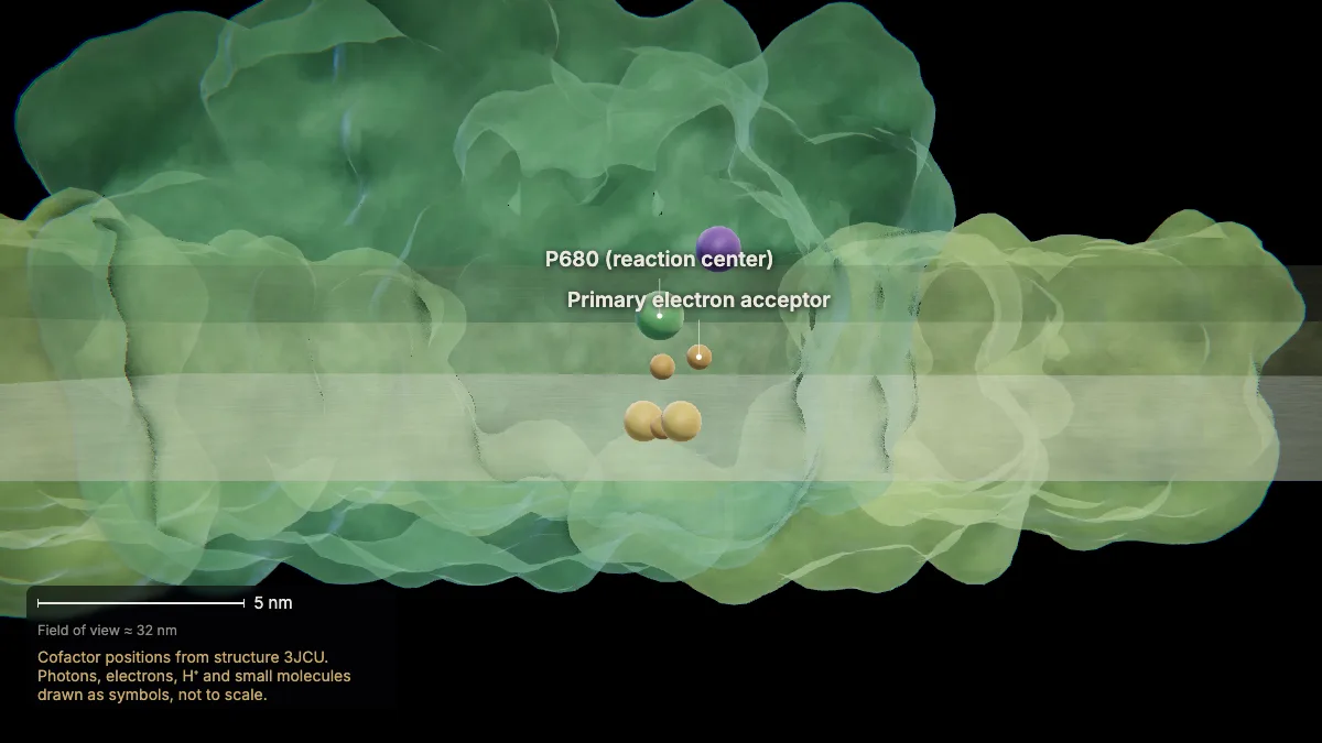 Labeled 3D model: photosystem ii