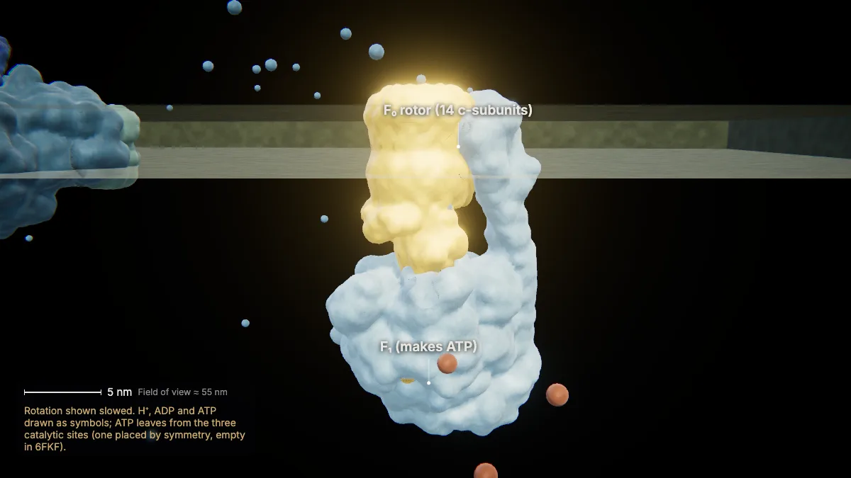 Labeled 3D model: photophosphorylation