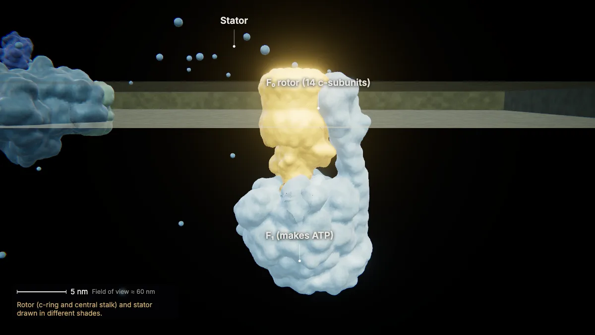 Labeled 3D model: chloroplast atp synthase