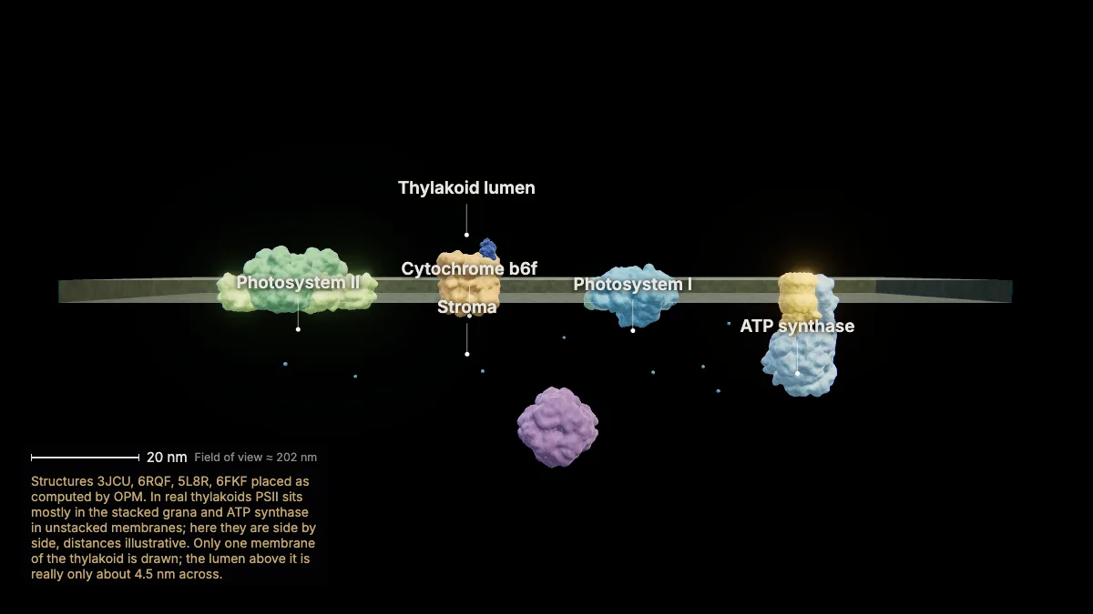 Labeled 3D model: the thylakoid membrane