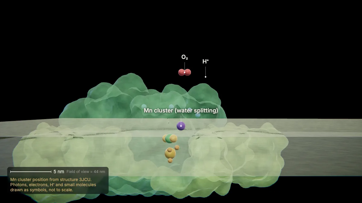 Labeled 3D model: water is split