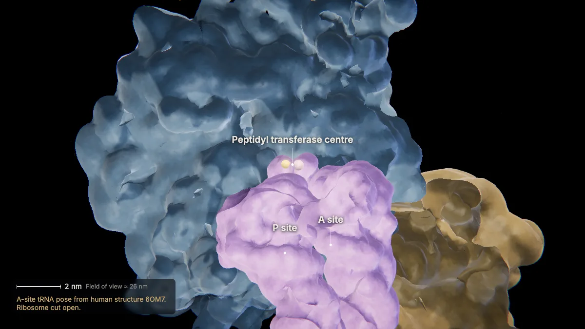 Labeled 3D model, translation (forming a peptide bond): peptidyl transferase centre, A site, P site