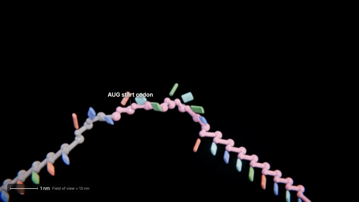 Labeled 3D model, translation (the genetic code): AUG start codon