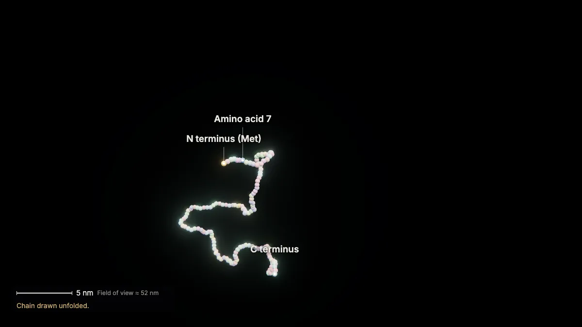 Labeled 3D model, translation (a new chain): N terminus, C terminus, amino acid 7