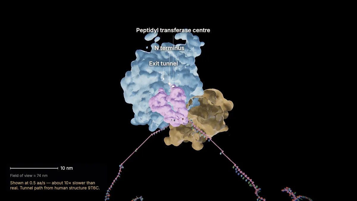 Labeled 3D model, translation (elongation continues): exit tunnel, N terminus, peptidyl transferase centre