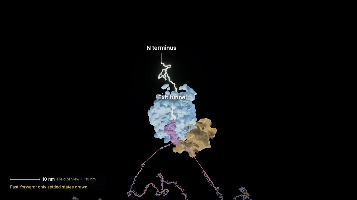 Labeled 3D model, translation (to the stop codon): exit tunnel, N terminus