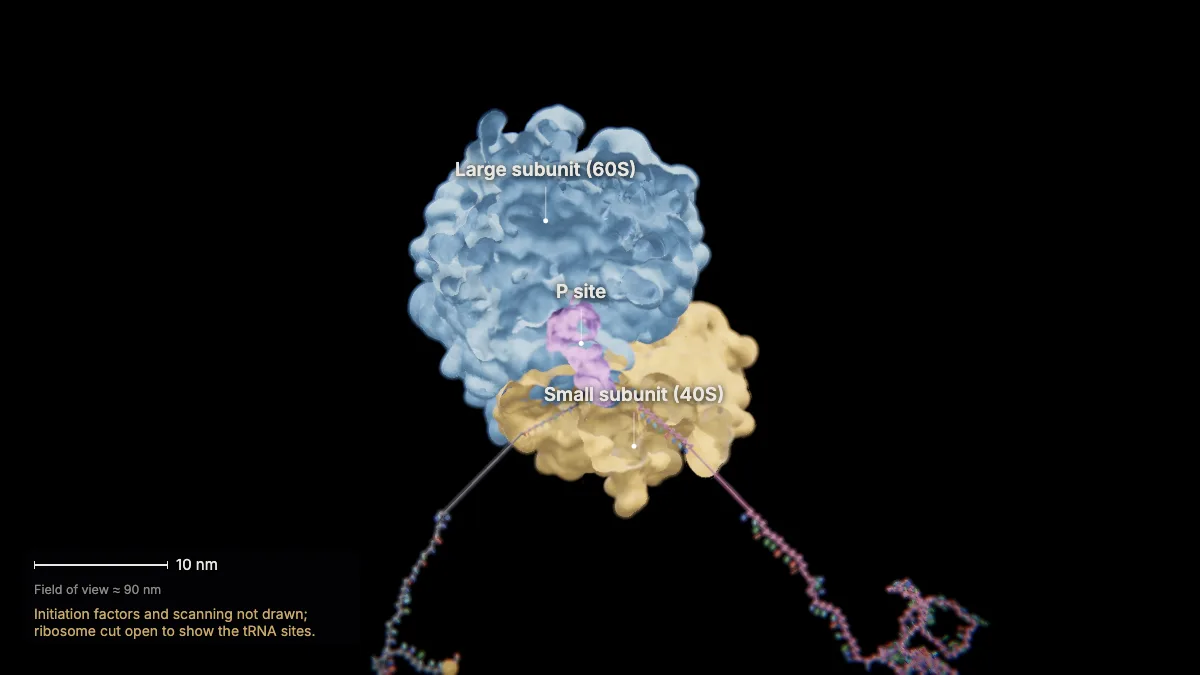 Labeled 3D model, translation (initiation): small subunit (40S), large subunit (60S), P site