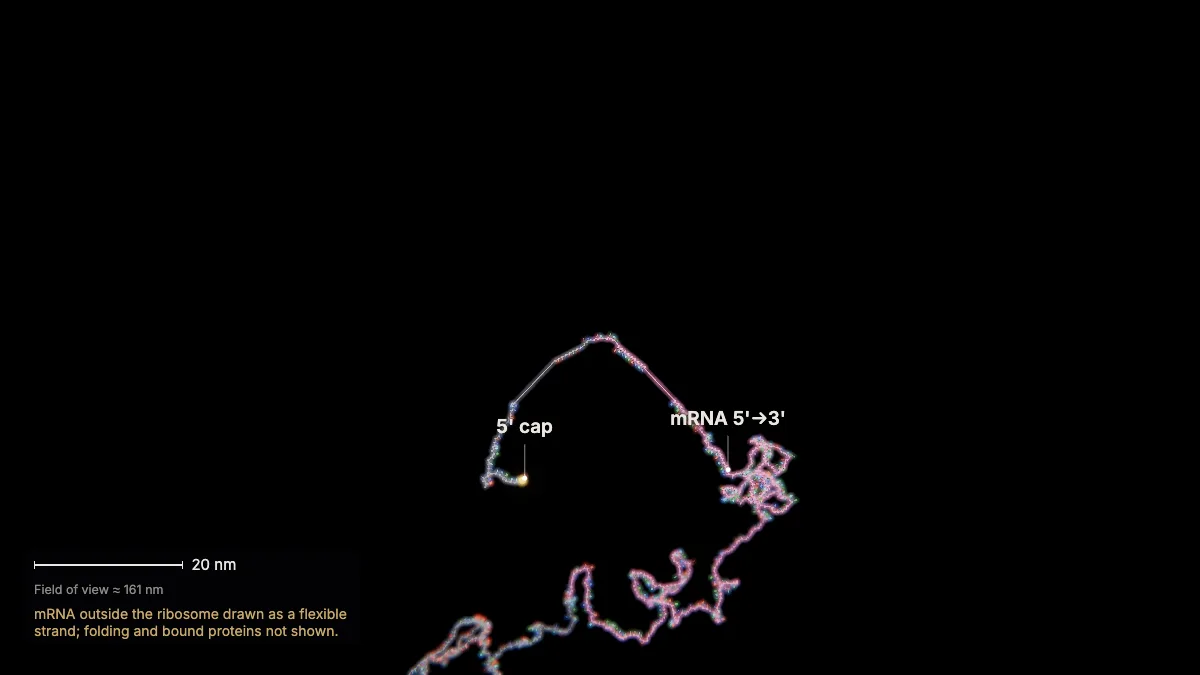 Labeled 3D model, translation (a message in the cytoplasm): 5' cap, mRNA
