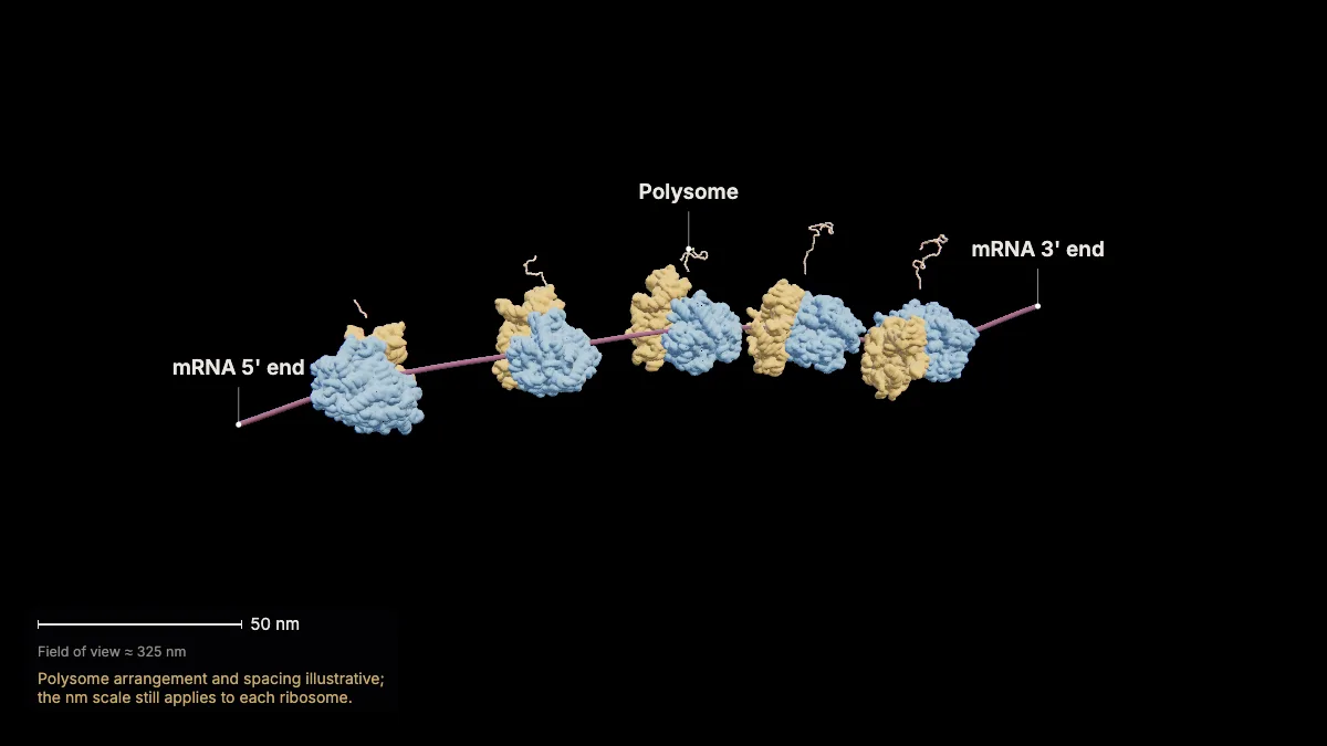 Labeled 3D model, translation (many ribosomes at once): polysome, mRNA 5' end, mRNA 3' end
