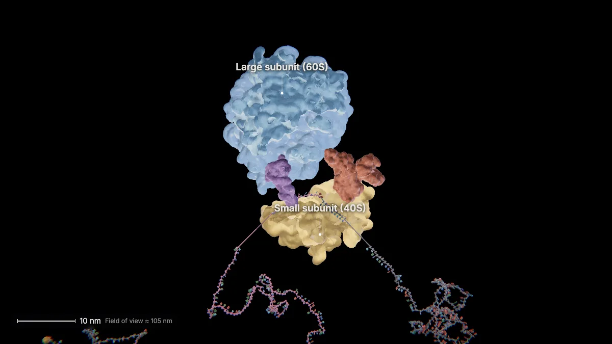 Labeled 3D model, translation (subunits separate): small subunit (40S), large subunit (60S)