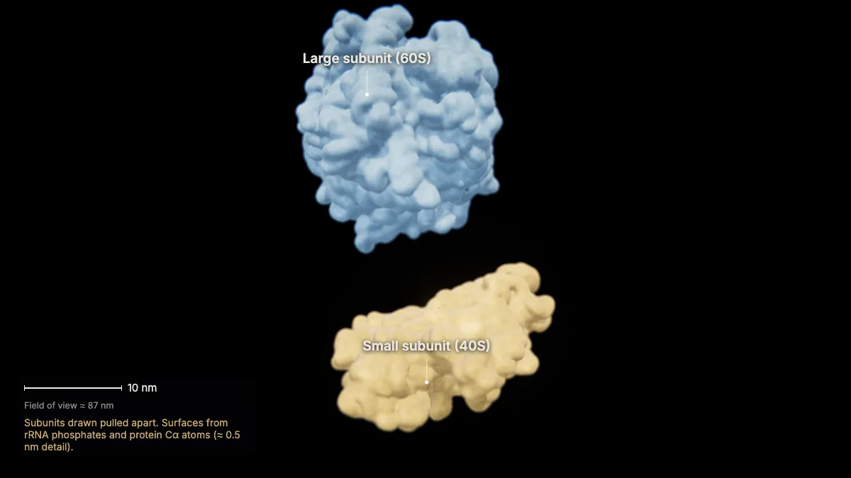 Labeled 3D model, translation (the ribosome): small subunit (40S), large subunit (60S)