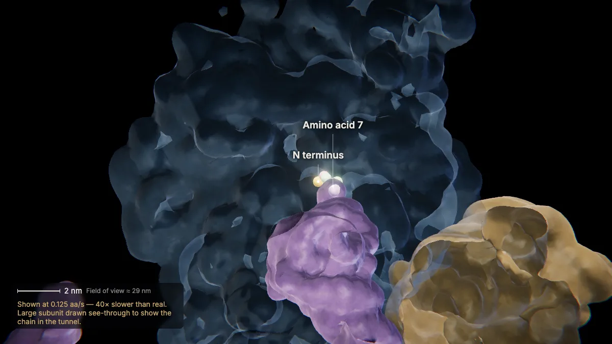 Labeled 3D model, translation (one letter, one amino acid): amino acid 7, N terminus