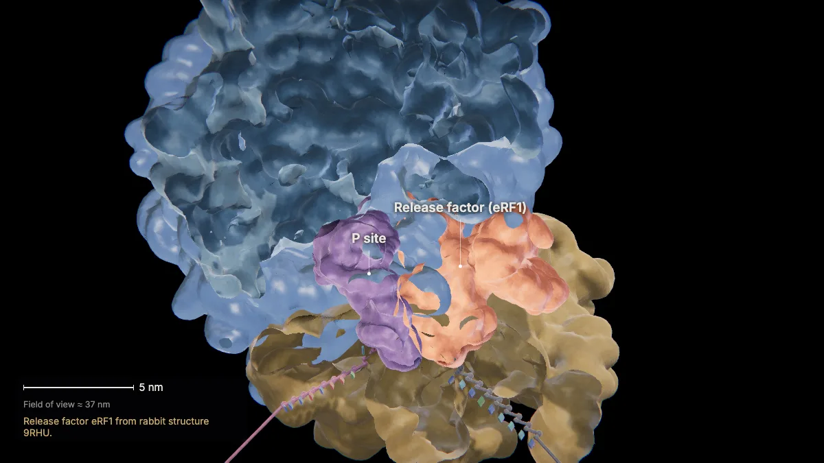 Labeled 3D model, translation (termination): release factor eRF1, P site