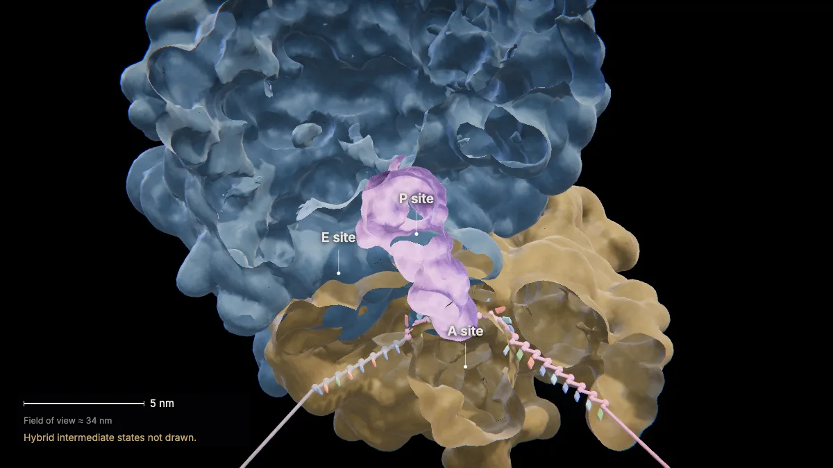 Labeled 3D model, translation (translocation): E site, P site, A site