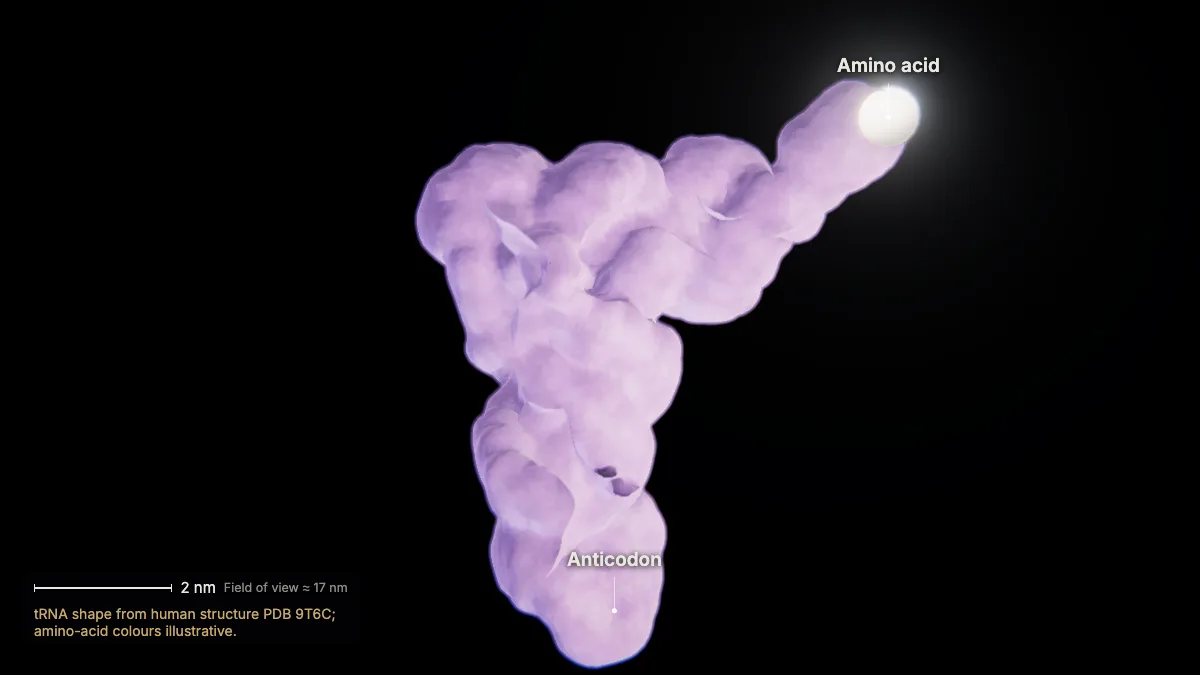 Labeled 3D model, translation (transfer rna): anticodon, amino acid