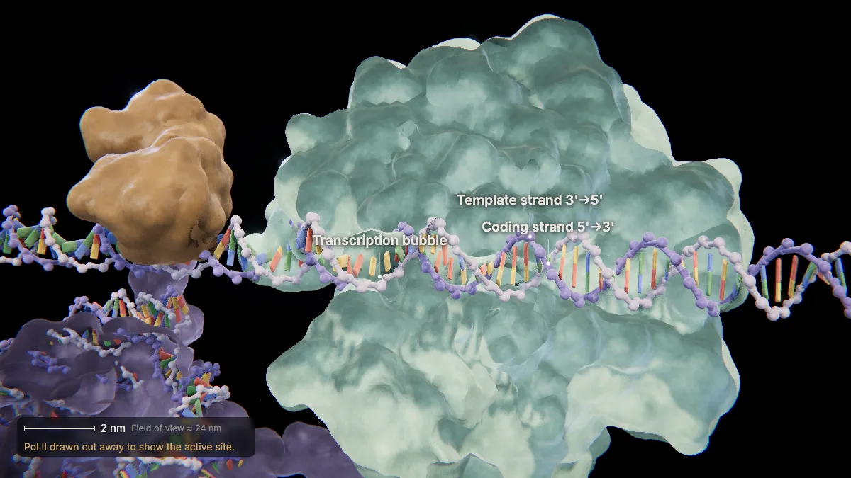 Labeled 3D model, transcription (opening the bubble): transcription bubble, template strand, coding strand