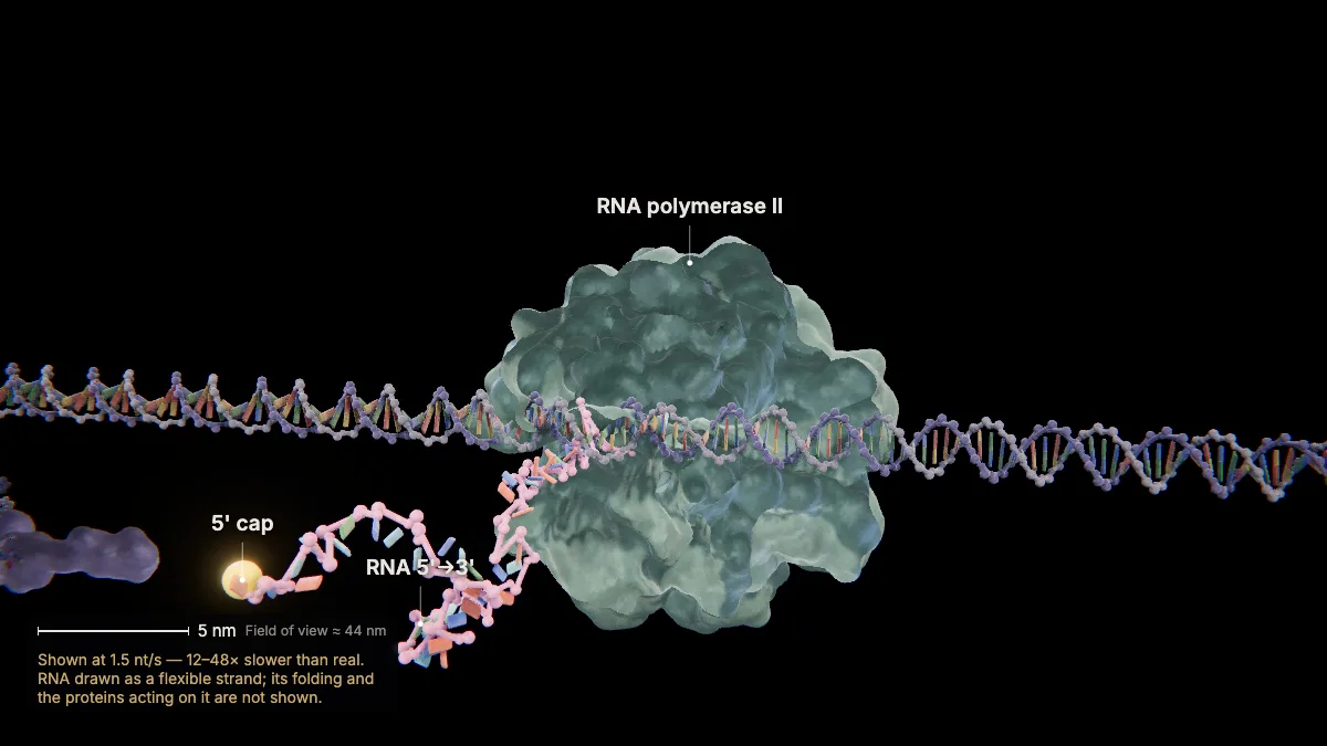 Labeled 3D model, transcription (capping the 5' end): 5' cap, RNA, RNA polymerase II