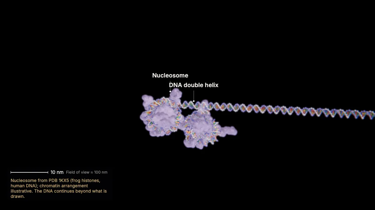 Labeled 3D model, transcription (into the nucleus): nucleosome, DNA double helix