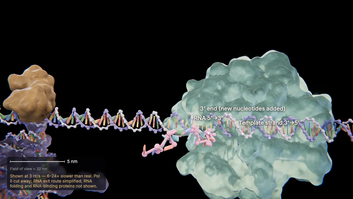 Labeled 3D model, transcription (elongation): RNA 3' end, template strand, RNA
