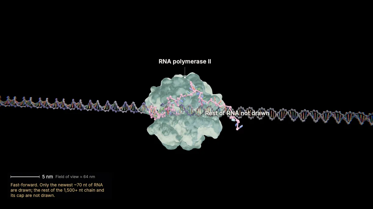 Labeled 3D model, transcription (to the end of the gene): RNA polymerase II, rest of RNA not drawn
