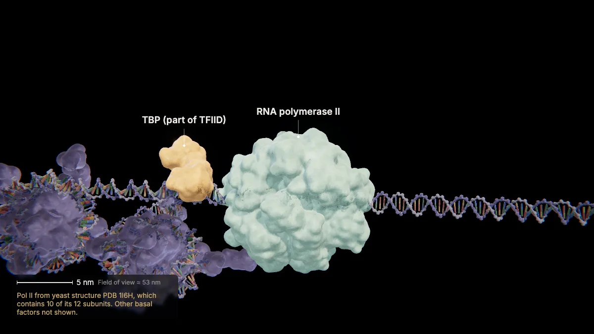 Labeled 3D model, transcription (rna polymerase ii arrives): RNA polymerase II, TBP