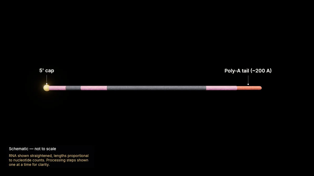 Labeled 3D model, transcription (cleavage and the poly-a tail): poly-A tail, 5' cap