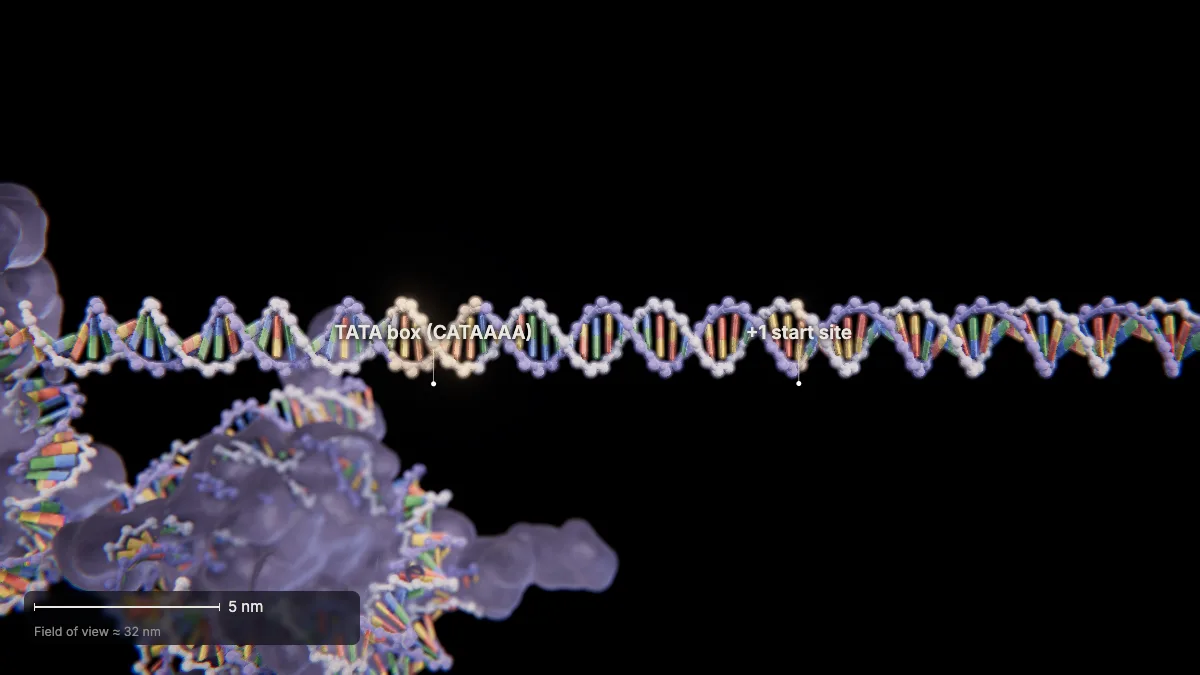 Labeled 3D model, transcription (the β-globin promoter): TATA box, +1 start site