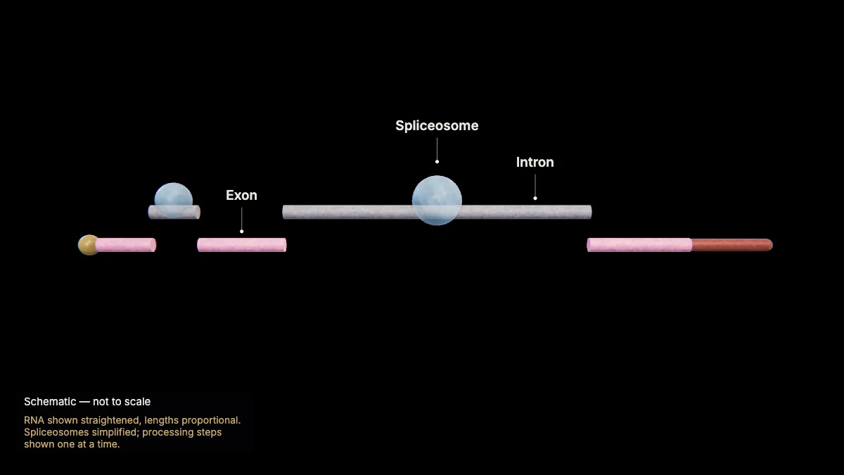 Labeled 3D model, transcription (splicing out the introns): exon, intron, spliceosome