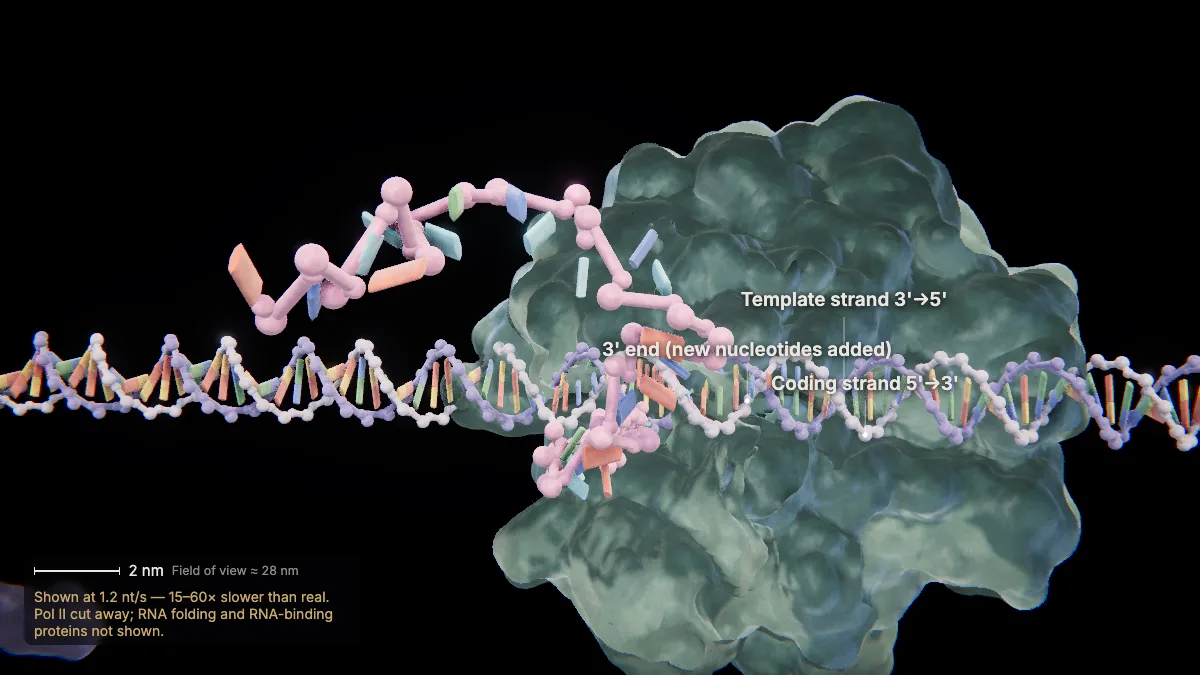 Labeled 3D model, transcription (template vs coding strand): template strand, coding strand, RNA 3' end