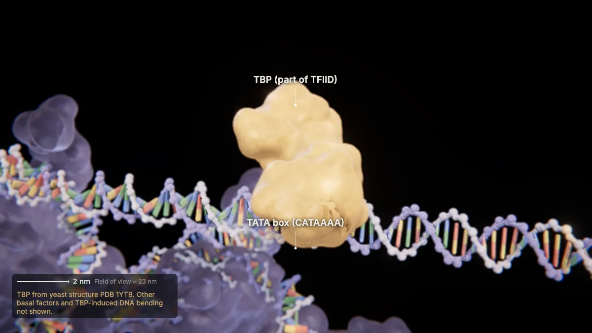 Labeled 3D model, transcription (tfiid finds the tata box): TBP, TATA box